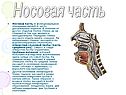 Носовая часть