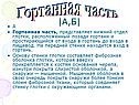 Нижний отдел глотки