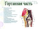 Гортанная часть