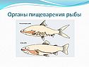 Органы рыб