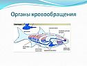 Органы кровообращения
