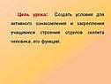 Условия для активного ознакомления и закрепления учащимися строения отделов скелета