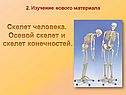 Скелет человека
