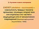 Скелет