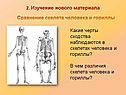 Сравнение скелета человека и гориллы