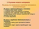 Выводы по сравнению скелетов человека и млекопитающих