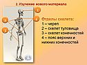 Отделы скелета