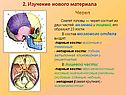 Череп