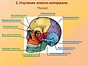 Лобная кость