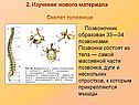 Скелет туловища