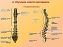 Позвоночник