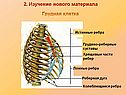 Грудная клетка
