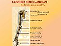 Верхняя конечность
