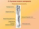 Нижняя конечность