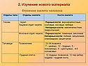 Отделы тела