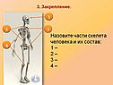 Назовите части скелета человека