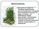 Аменсализм