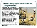 Хищничество