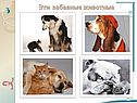 Эти забавные животные