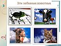 Эти забавные животные