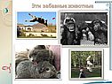 Эти забавные животные