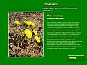 Мать-и-мачеха обыкновенная