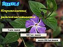 Покрытосеменных растений насчитывается