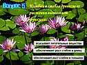 Камбий в стебле древесного растения