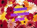 Размножение покрытосеменных растений
