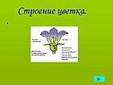 Строение цветка