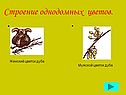 Строение однодомных цветов