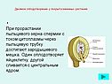 Спермии с током цитоплазмы через пыльцевую трубку достигают зародышевого мешка