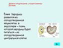 Семя
