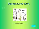 Семя пшеницы