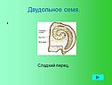 Двудольное семя