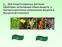 Интенсивный обмен веществ