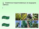 Семяпочка покрытосеменных не защищена завязью
