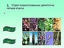 Отдел покрытосеменных делится на четыре класса