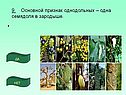 Признак однодольных