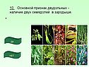 Наличие двух семядолей в зародыше