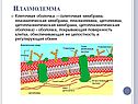 Плазмолемма