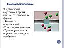 Ограничение внутренней среды клетки, сохранение ее формы