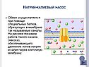 Натрий-калиевый насос