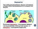 Эндоцитоз