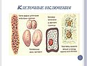 Клеточные включения