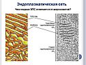 Эндоплазматическая сеть