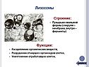 Лизосомы