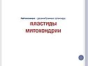 Автономные - двумембранные органоиды