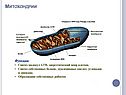 Митохондрии