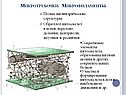 Микротрубочки